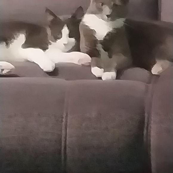 Meet your Posher, Nikki - Picture 12 of 13